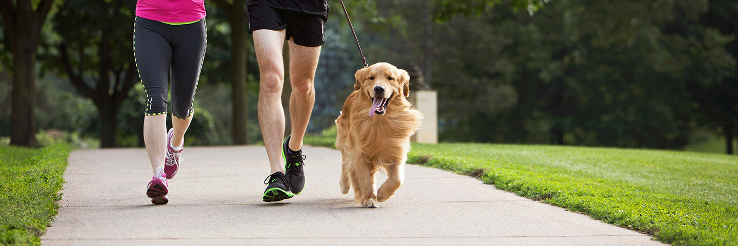 DogWatch by Family Fence, Walhalla, South Carolina | Dog Training Products Footer Image Image