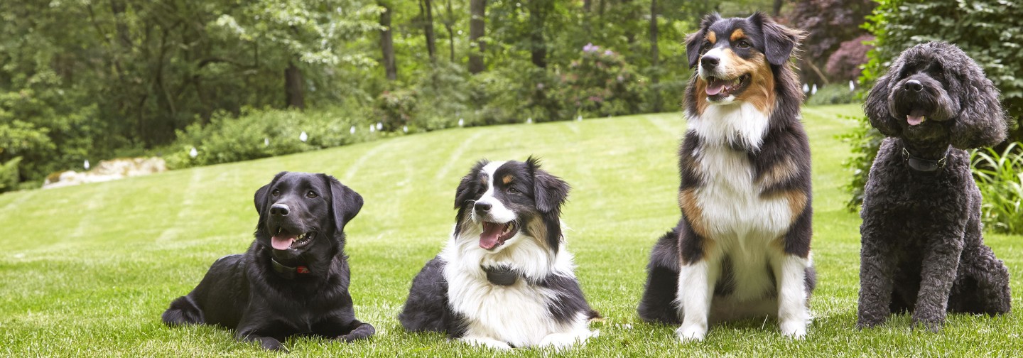 DogWatch by Family Fence, Walhalla, South Carolina | Support Footer Image Image