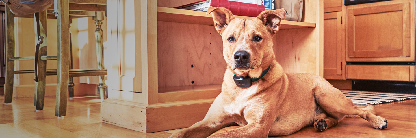 DogWatch by Family Fence, Walhalla, South Carolina | Indoor Pet Fences Slider Image